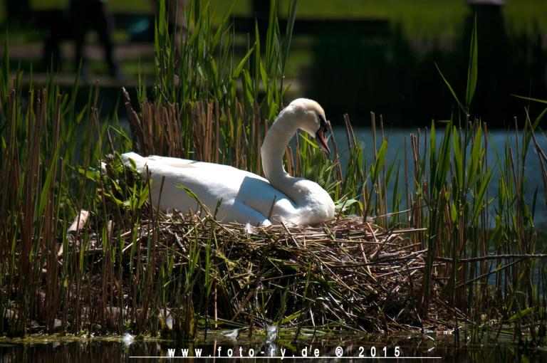 Schwan im Nest