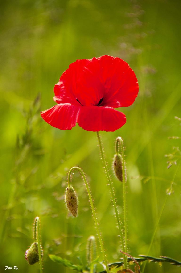 Mohn