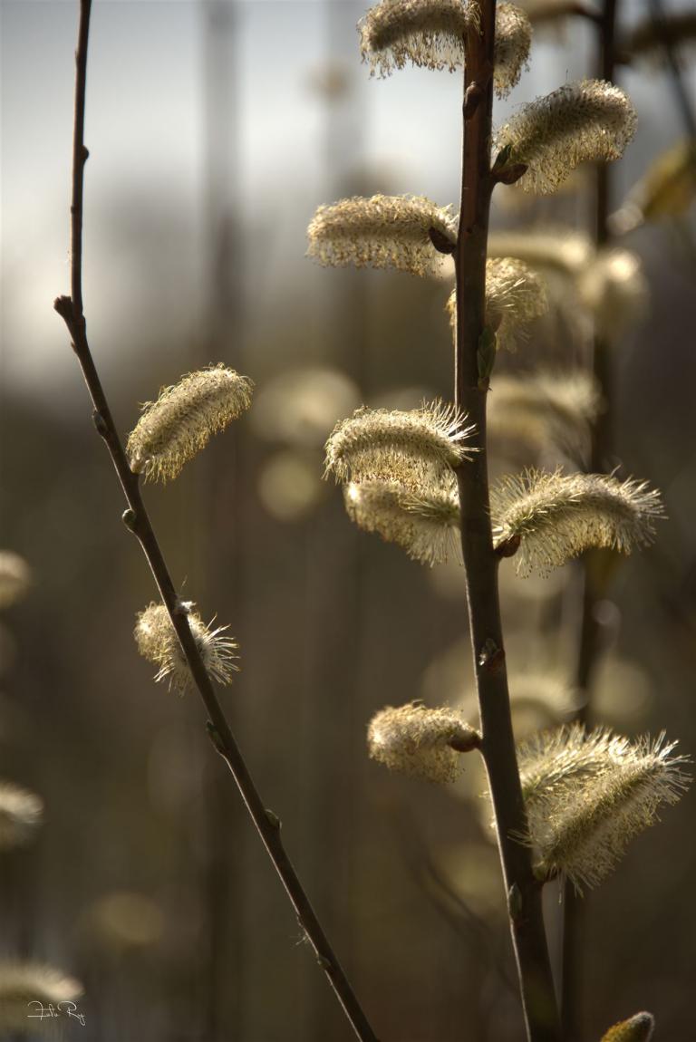 Gegenlicht