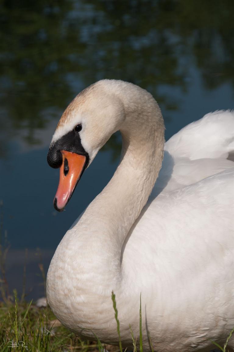 Schwan