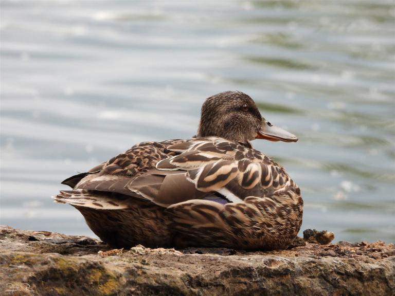 Ente