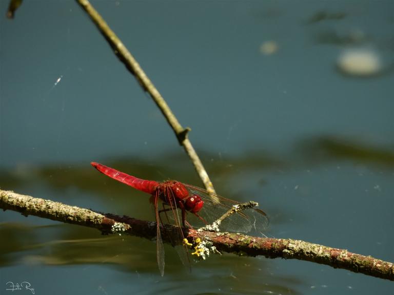 Libelle