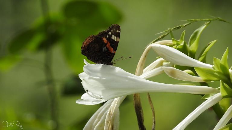 Schmetterling