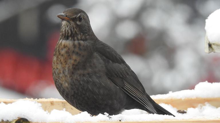 Amsel