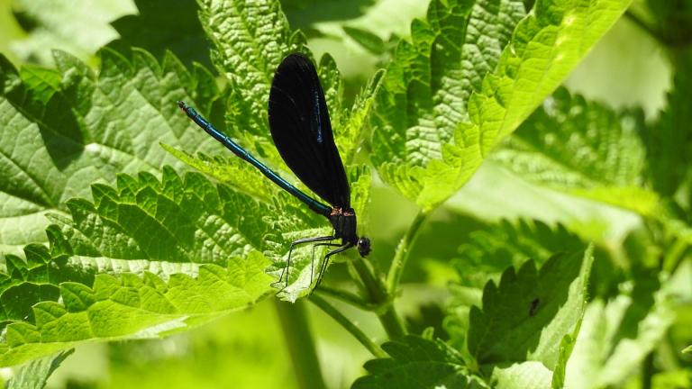 Libelle