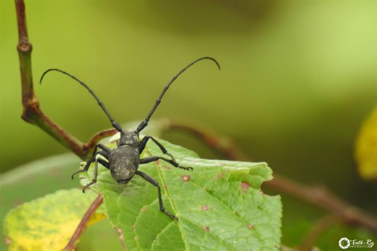 Morimus asper