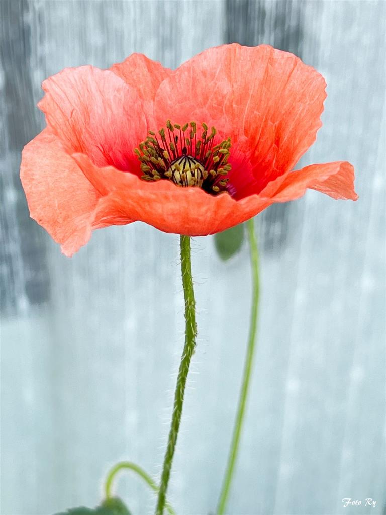 Mohn soft