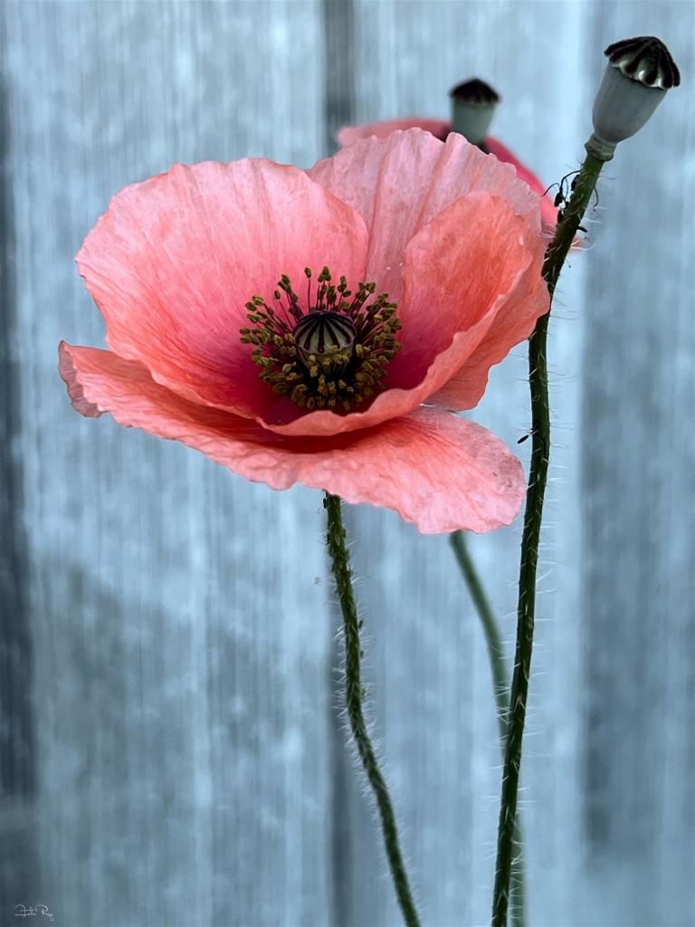 Mohn