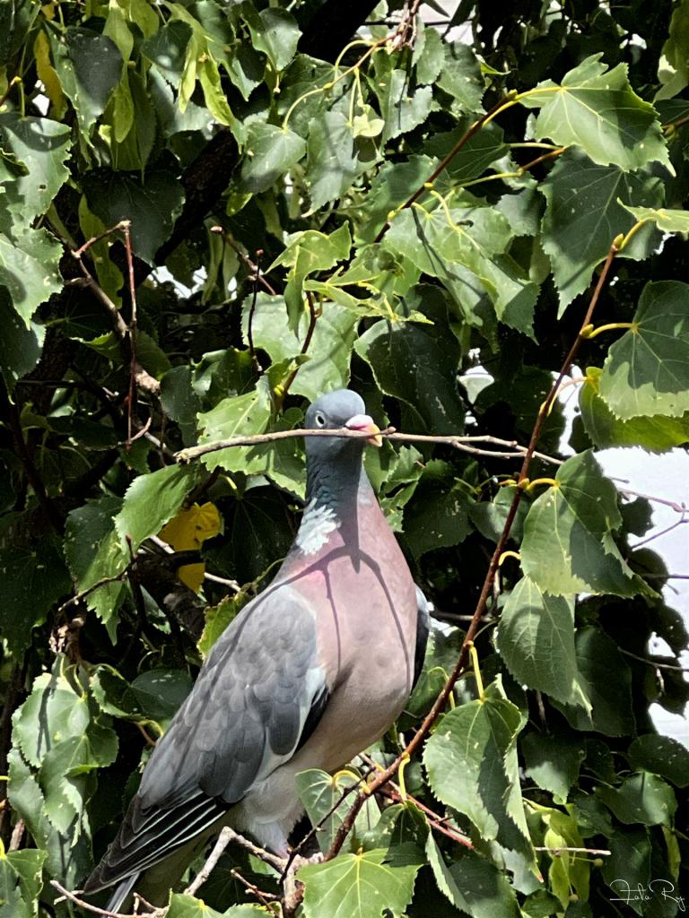 Taube