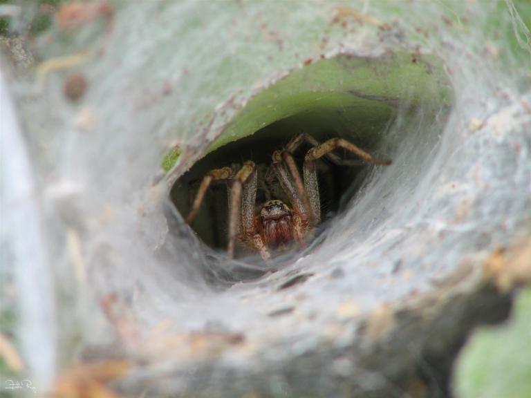 Spinne