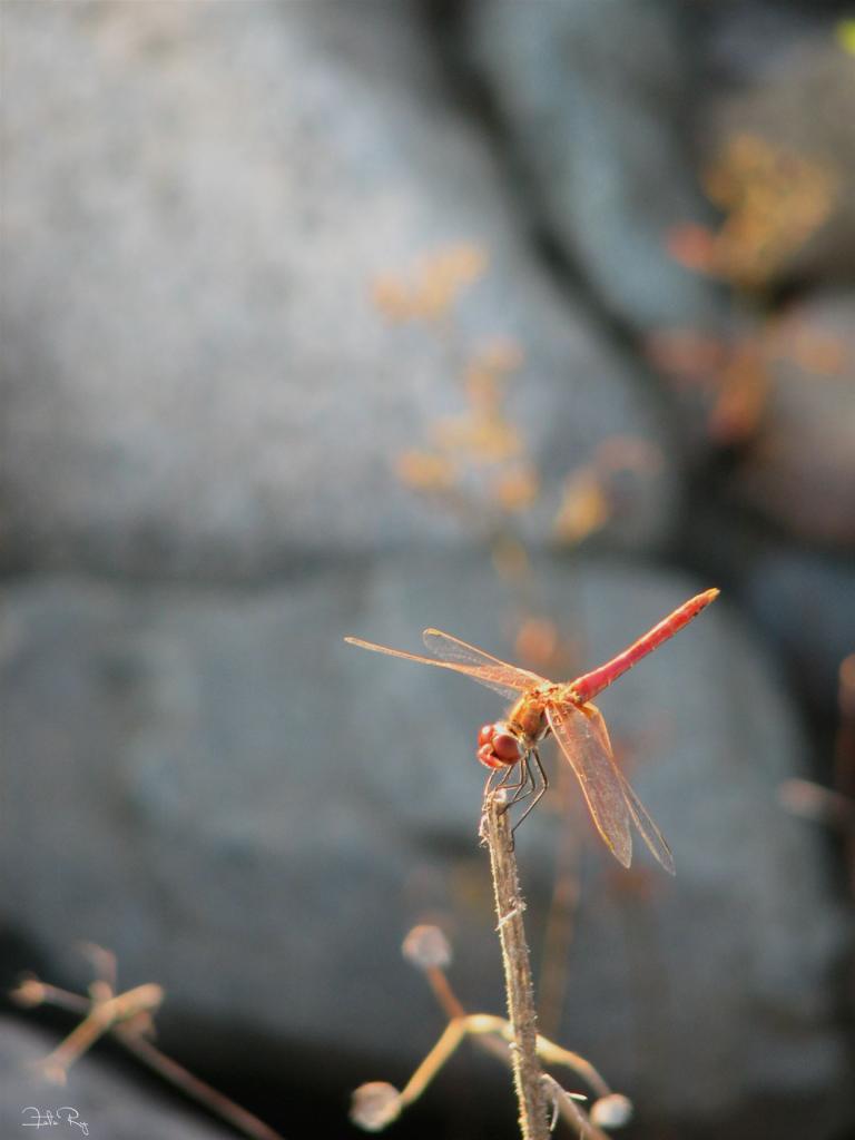 Libelle