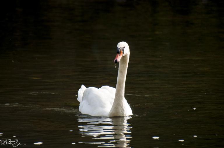 Schwan
