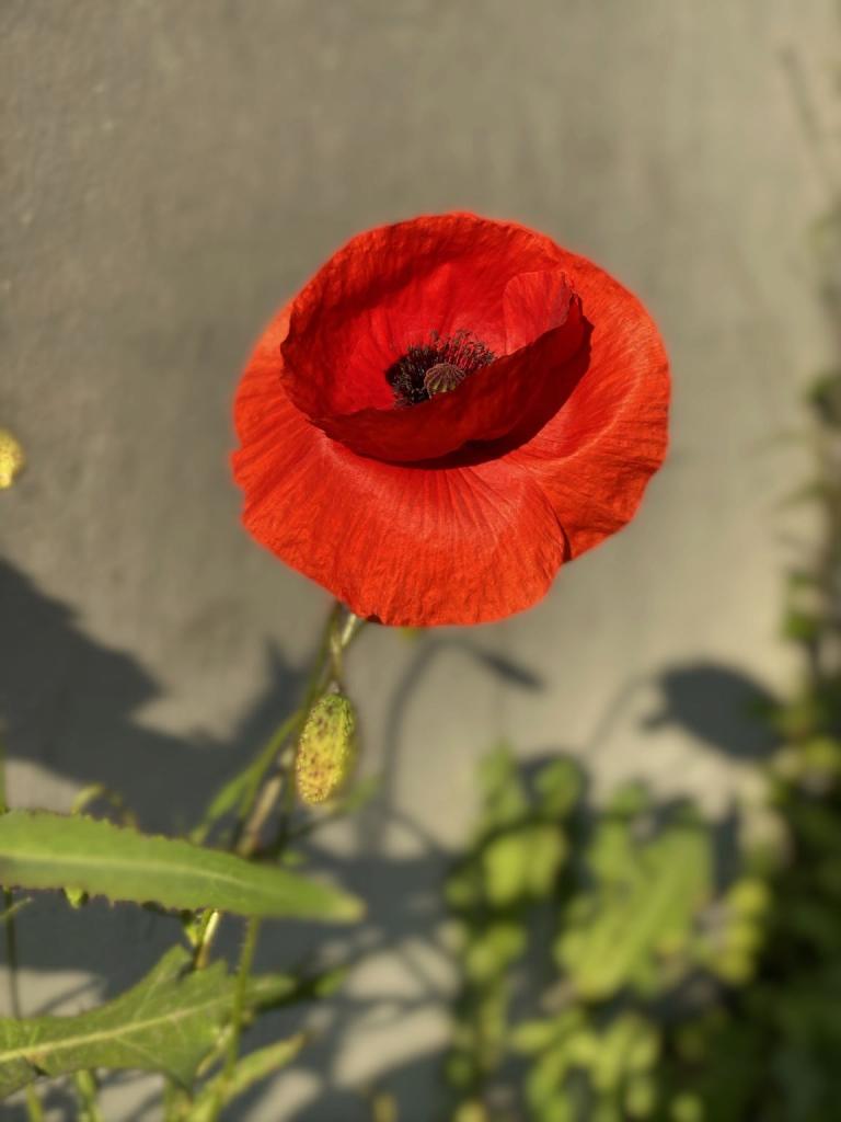 Mohn