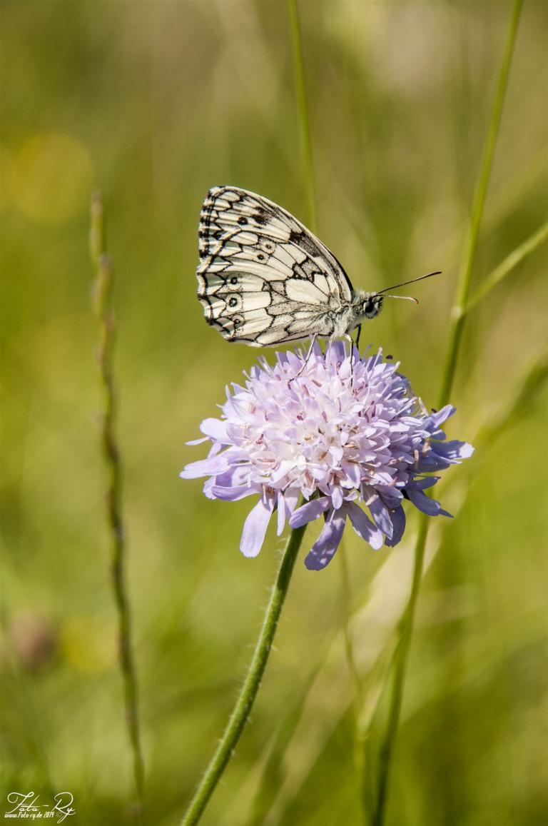Schmetterling