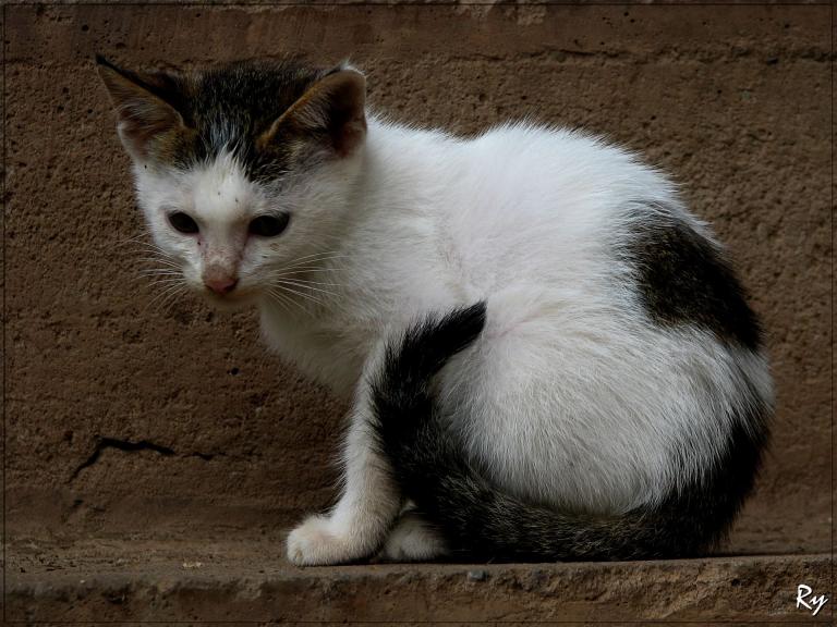 Kedi