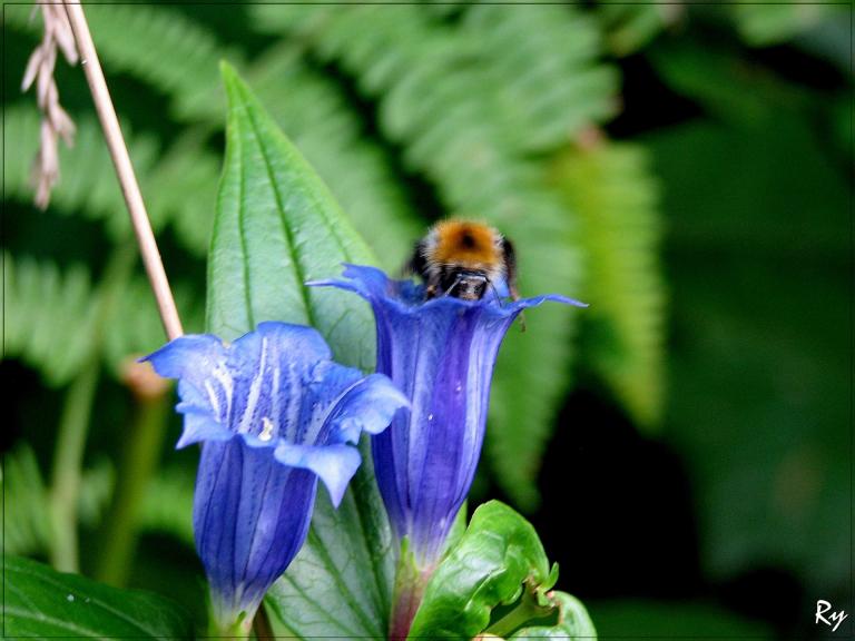 Hummel