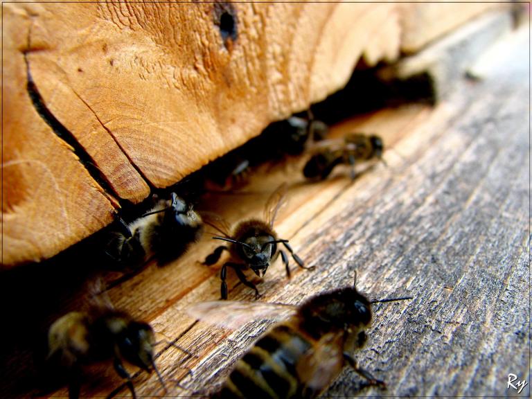 Bienen