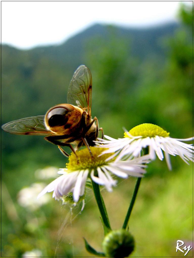 Naschen