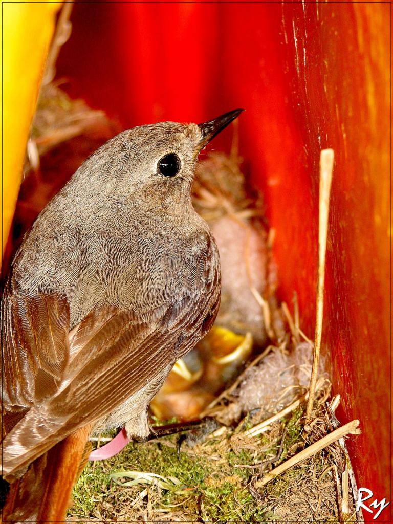 Vogel im Nest