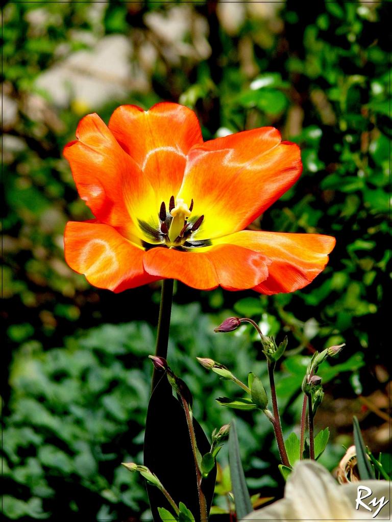 Mohn (Türk)